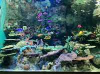 サンシャイン水族館！！