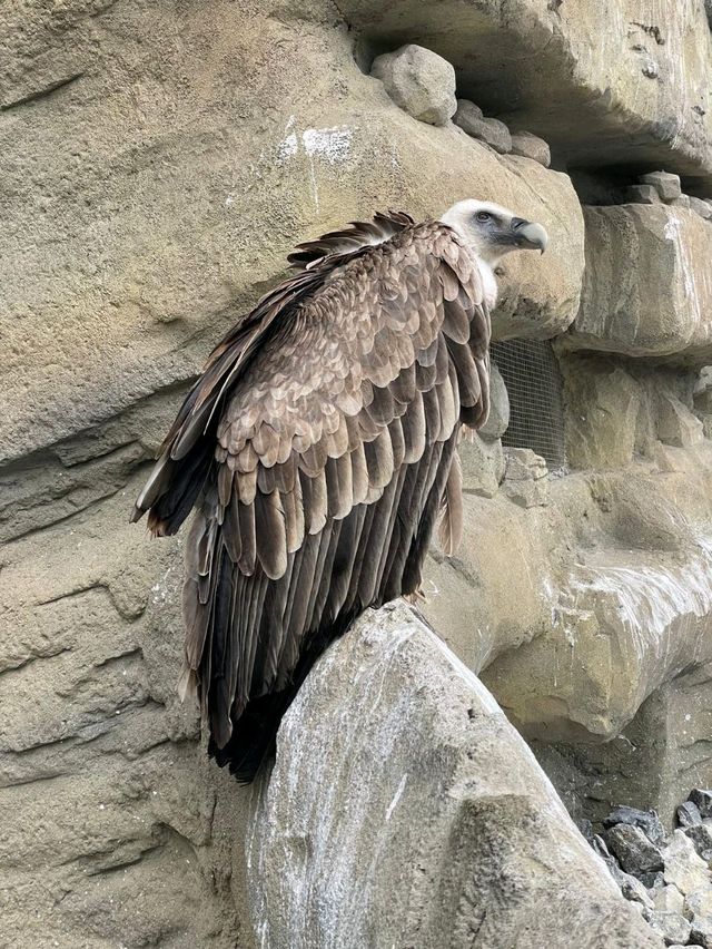 奧地利因斯布魯克動物園