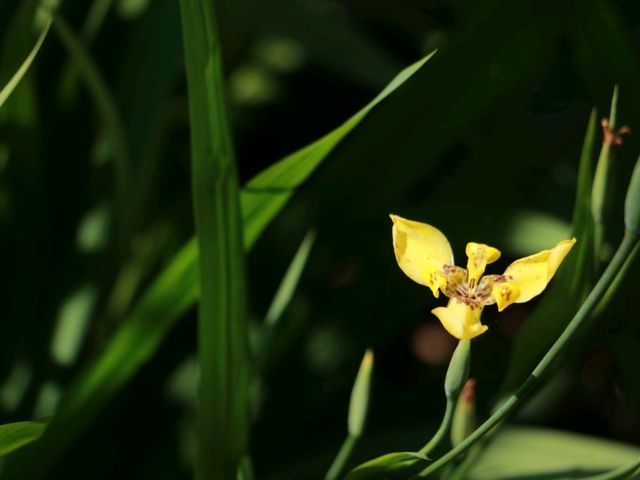 ทานข้าวโพดหวานที่ Cornily Corn farm