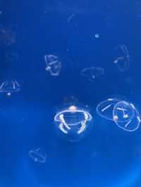 【神奈川|江ノ島】新江ノ島水族館