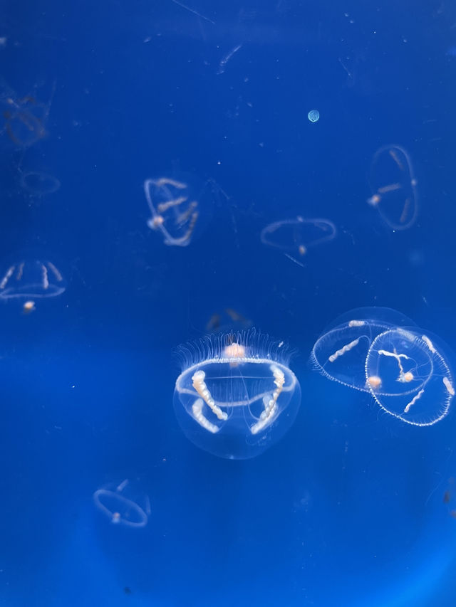 【神奈川|江ノ島】新江ノ島水族館