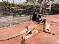 日本🇯🇵 九州自然動物園｜居然可以親自餵獅子🦁 超近距離接觸各種可愛的動物！