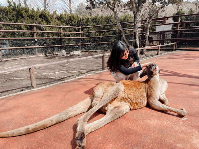 日本🇯🇵 九州自然動物園｜居然可以親自餵獅子🦁 超近距離接觸各種可愛的動物！