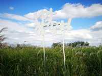首爾夢幻天空公園 秋季還有限定的紫芒草
