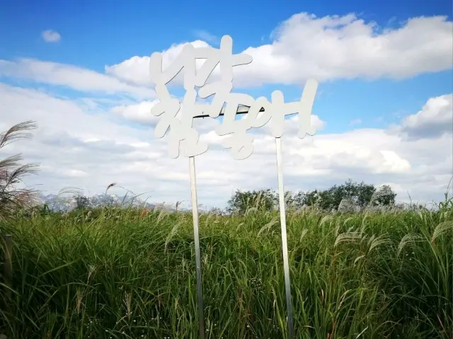 首爾夢幻天空公園 秋季還有限定的紫芒草