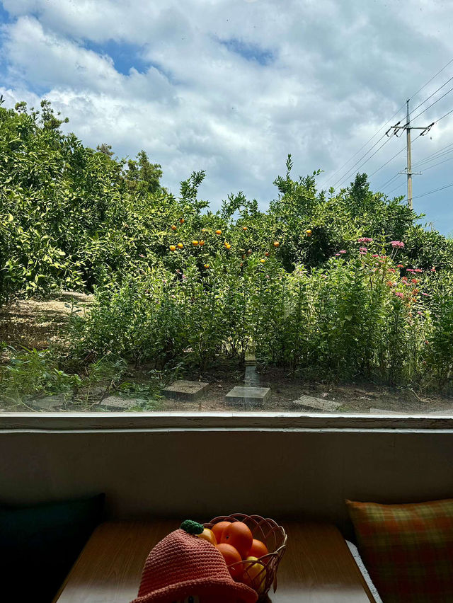 🍏🌈제주 귤 창고 에그타르트 맛집 청춘 부부 