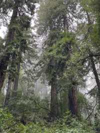 Easy way to see sequoias