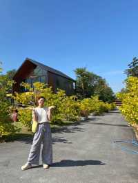 👍 The Nature Café Sukhothai