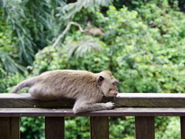 【インドネシア・バリ島】緑に癒されるウブド散策🌿