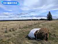 紐西蘭南島自駕遊，飽覽自然美景不走回頭路