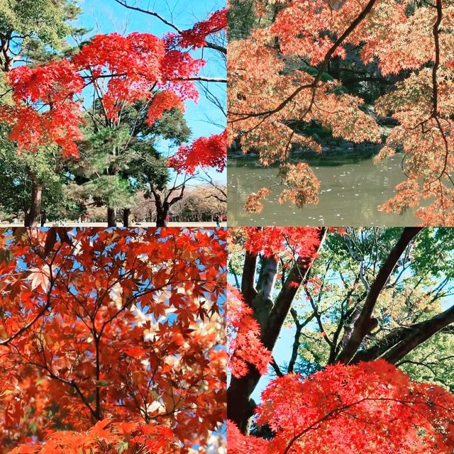 東京賞楓之行