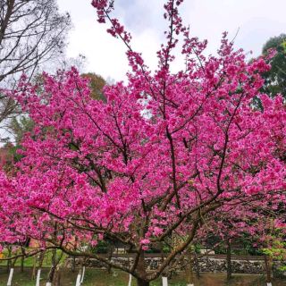 올 겨울, 새해에는 사쿠라를 보러 가서 세상을 핑크빛으로 물들여 보세요.