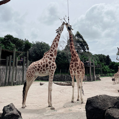 NZ】オークランドの動物園🐱 | Trip.com オークランド