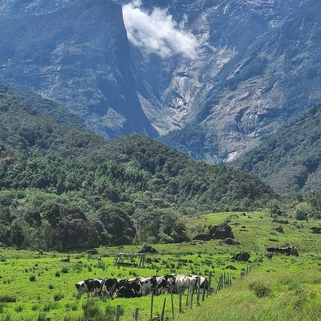 Kundasang Dairy Farm (Sabah)