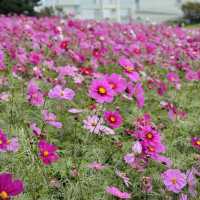 葛西臨海公園 賞花看海的一天