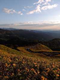 ดอกบัวตองนั้นบานอยู่บนยอดดอย 🌼