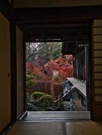 【ここ行って】次の週末以降でもまだ間に合う‼️川越観光ついででも行きたい紅葉スポット🍁