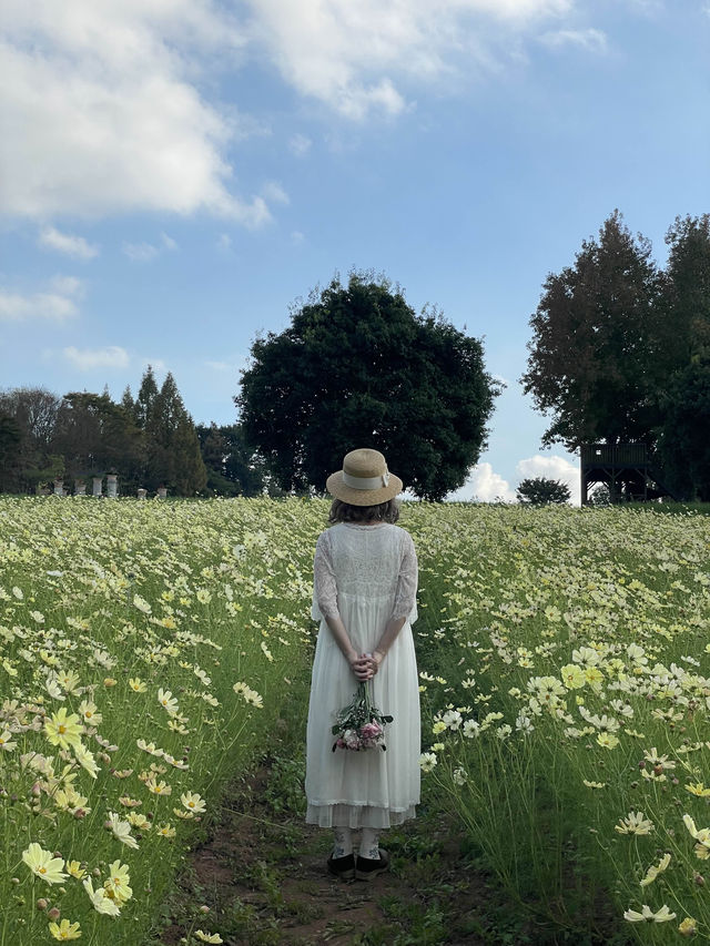 広島観光☺️🌼世羅高原農場🌸☺️四季折々の花々を楽しもう💐