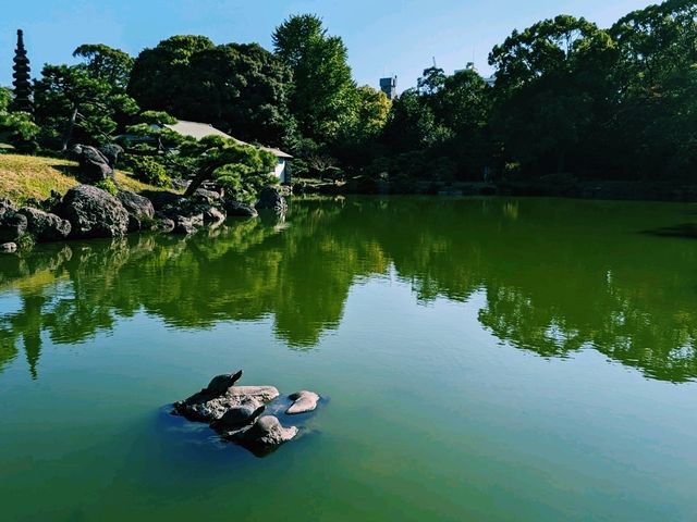【東京×清澄庭園】亀の日向ぼっこと落ち着く庭園のひととき