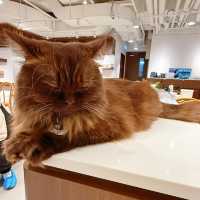聖誕必去貓cafe