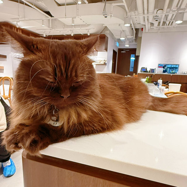 聖誕必去貓cafe