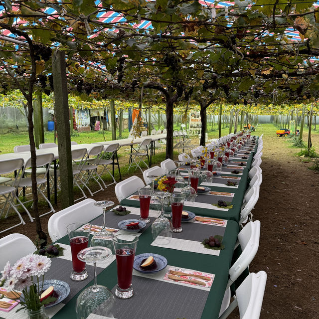 Grape picking with afternoon tea