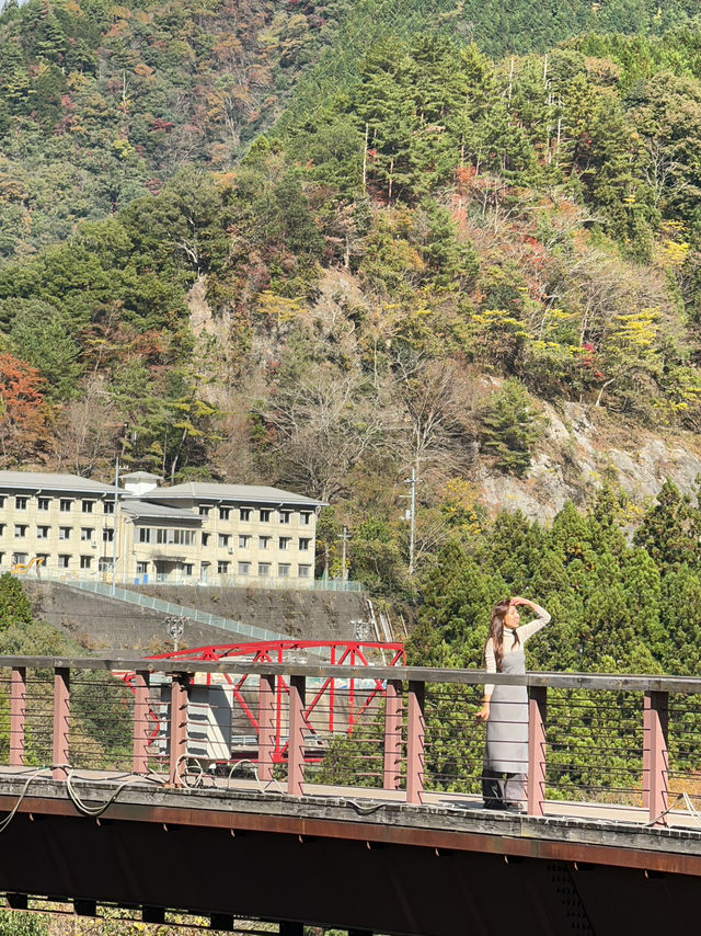 充滿刺激的樹頂運動場🏟️