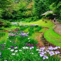 A stunning irises hidden garden in the heart of Tokyo