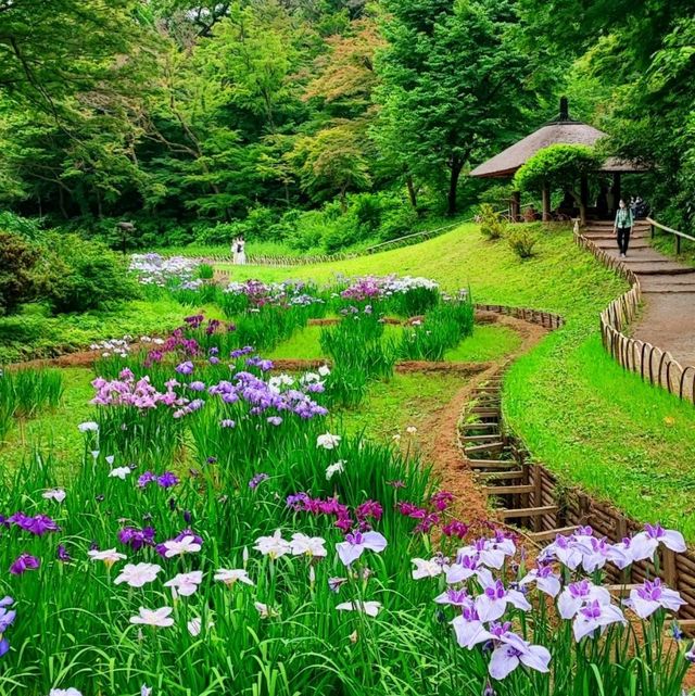 A stunning irises hidden garden in the heart of Tokyo