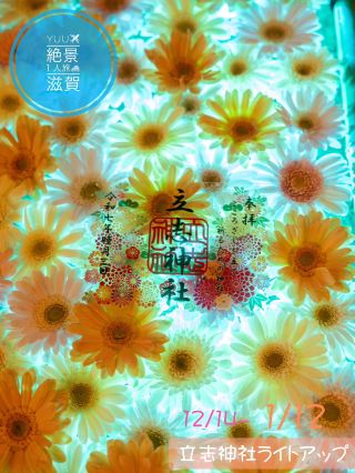 立志祈願的神社 花朵流水也點燈的滋賀縣唯一神社 12/14~1/12。