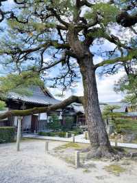 日本景點🇯🇵特式水上佛堂🩵