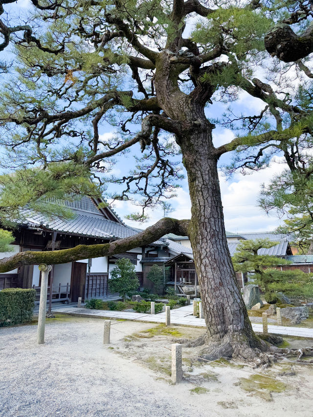 日本景點🇯🇵特式水上佛堂🩵