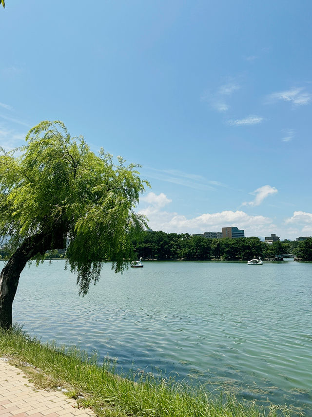 후쿠오카의 심장, 오호리공원을 다녀왔어요! 🌳✨