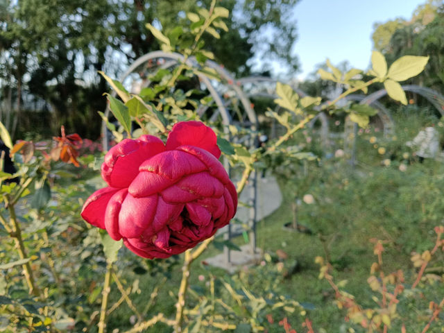 台北旅行　士林官邸公園