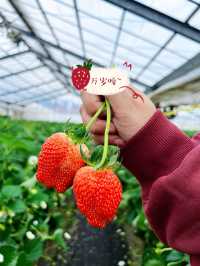 Harada Farm 🍓