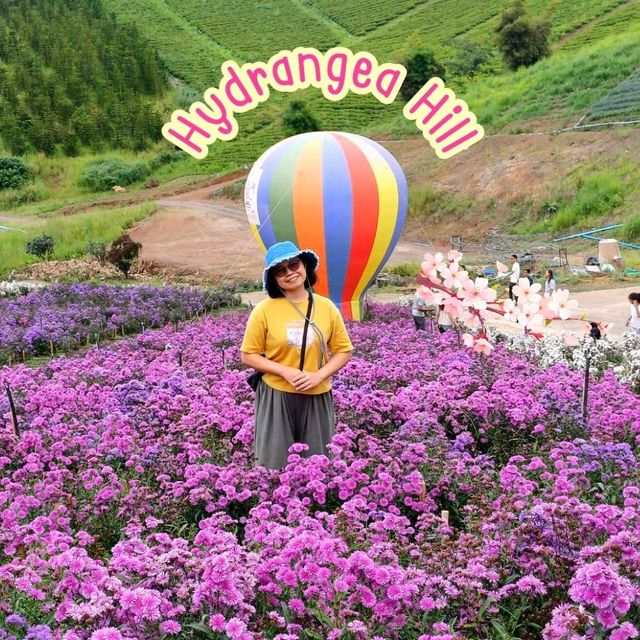 Hydrangea Hill @ Khao Kho