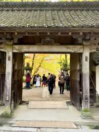 名古屋香積寺-鳥居、寺廟、紅葉與藍天，構成絕美畫面