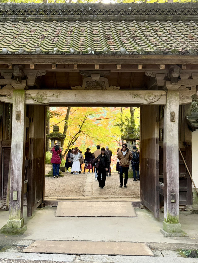 名古屋香積寺-鳥居、寺廟、紅葉與藍天，構成絕美畫面