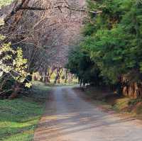 When Cherry blossom bloom in Thailand?