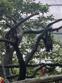 Animals at Singapore’s Zoo