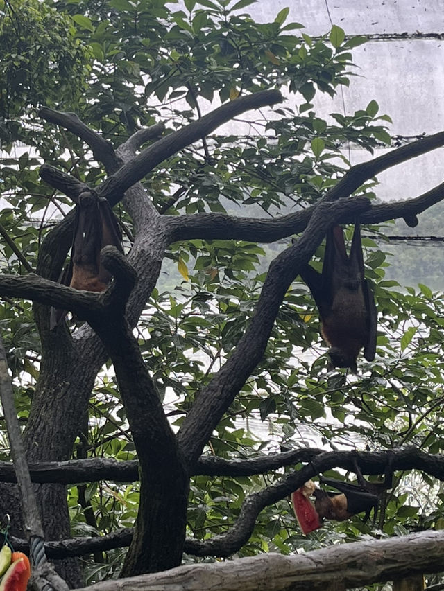 Animals at Singapore’s Zoo