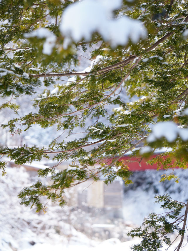 【栃木×湯西川】  古民家と本家判久が見られる赤い橋 雪景色が素晴らしい
