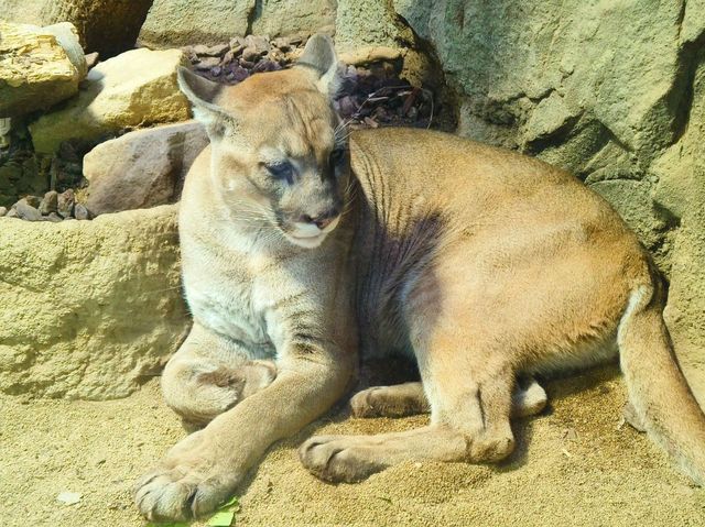 神戶動物王國
