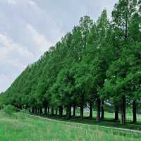 滋賀　高島市🌳メタセコイヤ並木