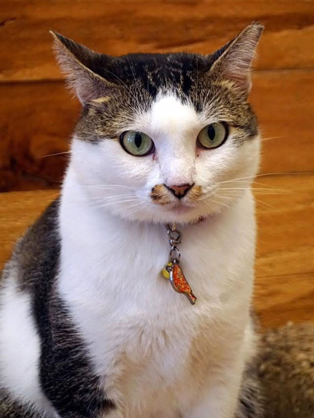 A Purr-fect Afternoon with a Dozen Cats at The Cat Café Bugis