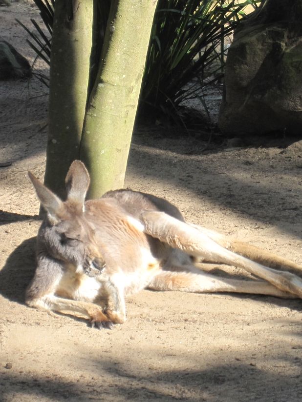 퇴사 후 호주 시드니 한달 살이 해보기 🇦🇺