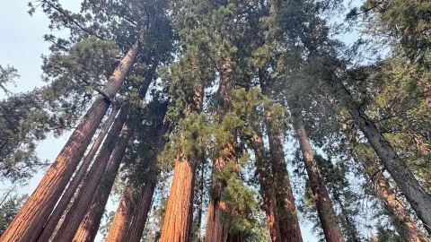 Among Giants – My Outdoor Adventure in Sequoia National Park — traveler post in Three Rivers