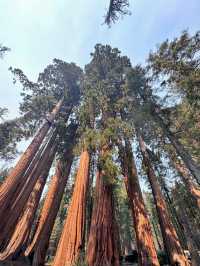 Among Giants – My Outdoor Adventure in Sequoia National Park
