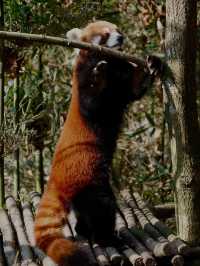 Meet them fluffy lil creatures in Panda Valley
