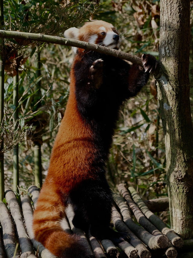 Meet them fluffy lil creatures in Panda Valley